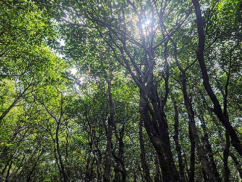 吹通川の奥のオヒルギは背が高く、八重山でも独特の風景が楽しめます